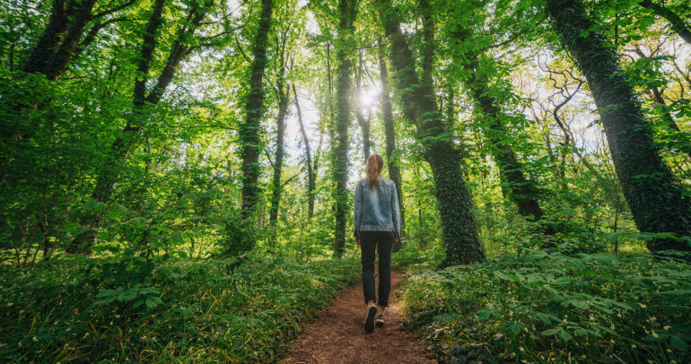 Seeing the Forest for the Trees